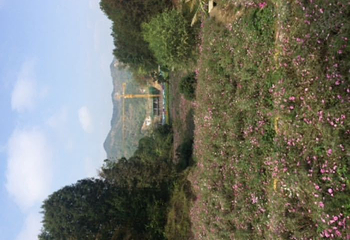 英山四季花海景区第 67 张图片