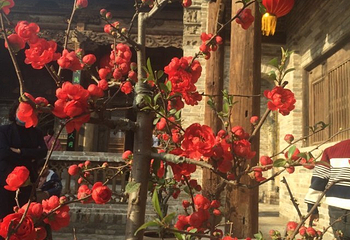 唐韵樱花园第 19 张图片
