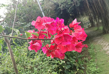 南宁乡村大世界第 15 张图片