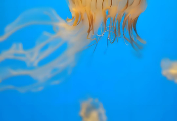 海合安武汉极地海洋公园第 47 张图片