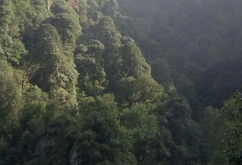 屏山旅游区第 27 张图片