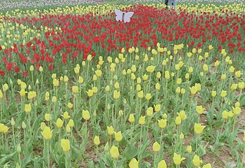 豪泽国际郁金香花海欢乐城第 66 张图片