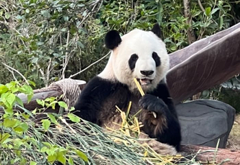 灵玲国际马戏城第 127 张图片