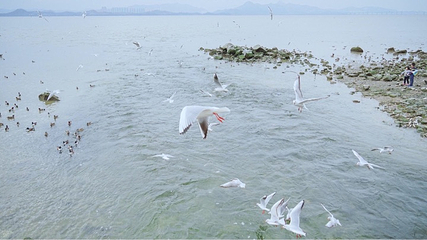 深圳湾公园第 43 张图片