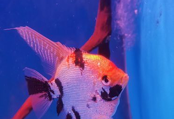海昌海洋探索馆第 26 张图片