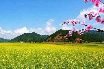 万亩油菜花海第 14 张图片