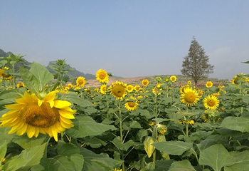 花田美地第 30 张图片