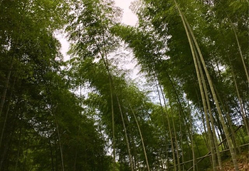 野鹤湫风景区第 16 张图片