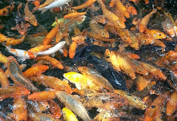 东莞市袁崇焕纪念园第 21 张图片
