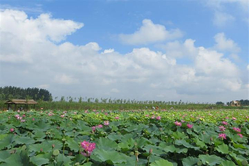 柳壕河湿地公园第 11 张图片