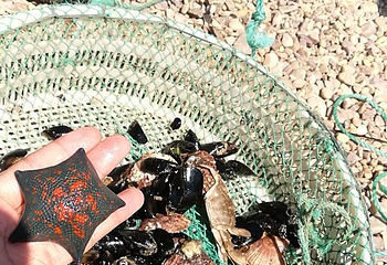长岛兴成赶海园第 11 张图片