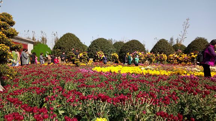 中国菊园第 24 张图片