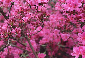蔡甸消泗油菜花第 23 张图片