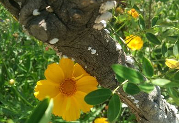花舞人间景区第 16 张图片