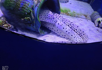 海昌海洋探索馆第 27 张图片