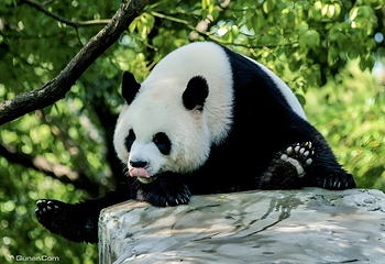 宁波野生动物园第 17 张图片
