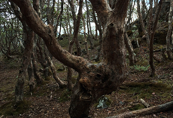 老君山九十九龙潭景区第 15 张图片