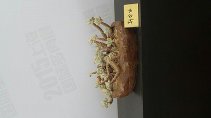 上海多肉植物展第 20 张图片