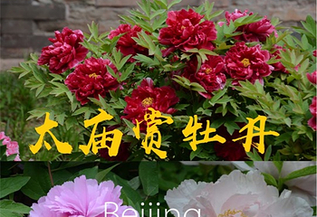北京市劳动人民文化宫第 62 张图片