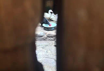 花萼楼第 7 张图片