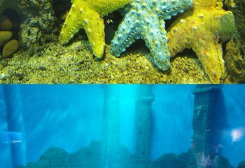 重庆汉海海洋公园第 61 张图片