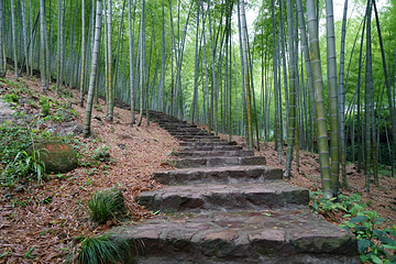 宜兴竹海风景区第 25 张图片