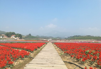 花田美地第 38 张图片