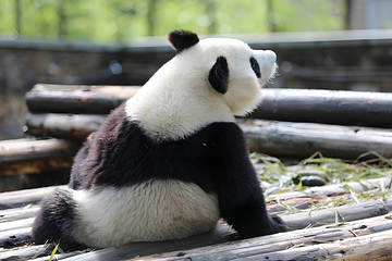 卧龙中华大熊猫苑神树坪基地第 5 张图片