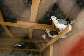 喀什高台民居第 22 张图片