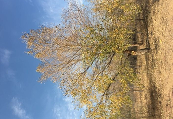 七星湖沙漠生态旅游区第 67 张图片