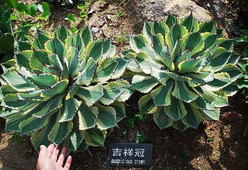 天行森林公园第 36 张图片