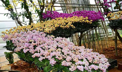 新余今日百花欢乐大世界第 4 张图片