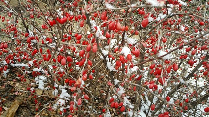 兴隆山滑雪场第 21 张图片