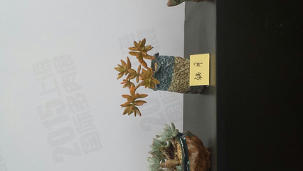 上海多肉植物展第 22 张图片