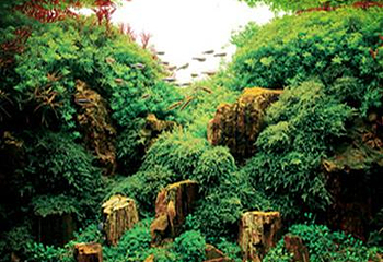 海底森林第 2 张图片