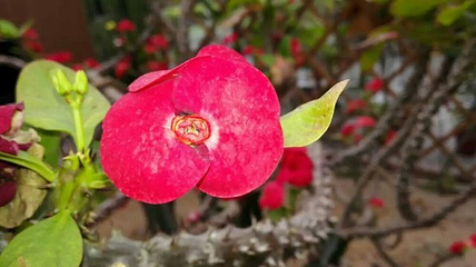 花卉园艺展示馆第 9 张图片