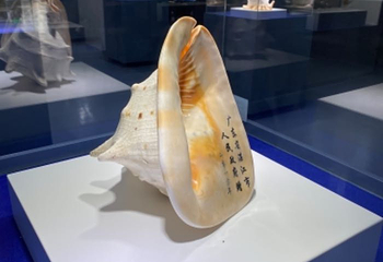 贝壳王国第 4 张图片