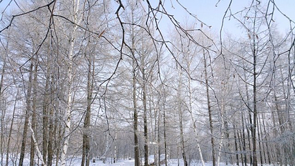 阿尔山白狼峰景区第 98 张图片