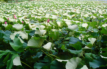 菱湖公园第 26 张图片