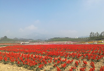 花田美地第 37 张图片