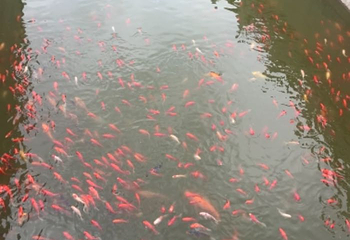 龙口南山旅游景区第 62 张图片