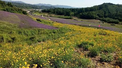 岗山花海第 28 张图片