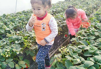 赵屯乡村草莓园第 2 张图片
