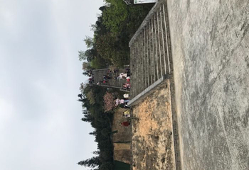 龙茶花海第 16 张图片