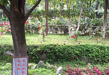 上关花公园第 7 张图片
