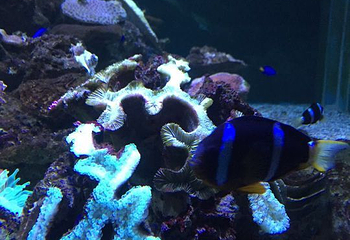 阳江沙扒景隆海洋馆第 8 张图片