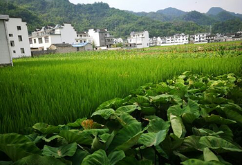 龙川水街第 3 张图片