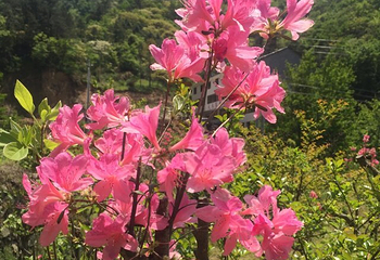 英山县天马寨风景区第 36 张图片
