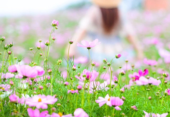烟集花海薰衣草庄园第 15 张图片