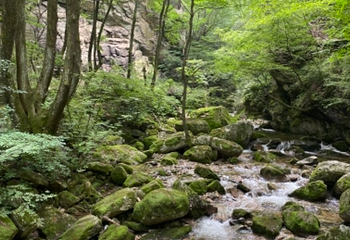 太平国家森林公园第 126 张图片